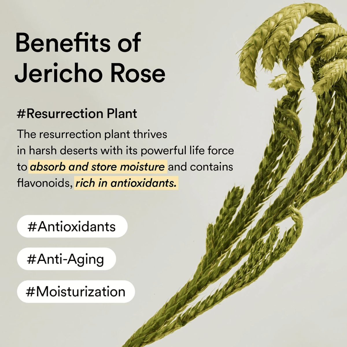 Abib Jericho Rose Cream 75ml - cosmadic