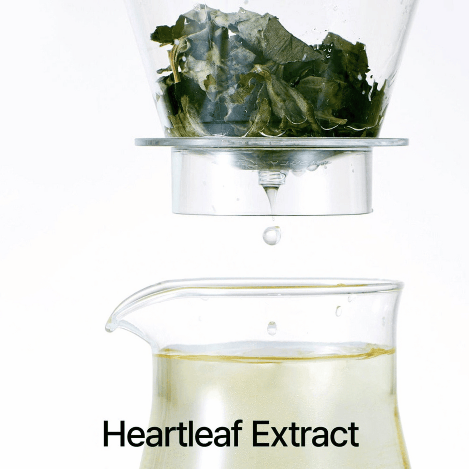 Herstellung von Heartleaf-Extrakt, Hauptbestandteil des Anua Cleansing Oils