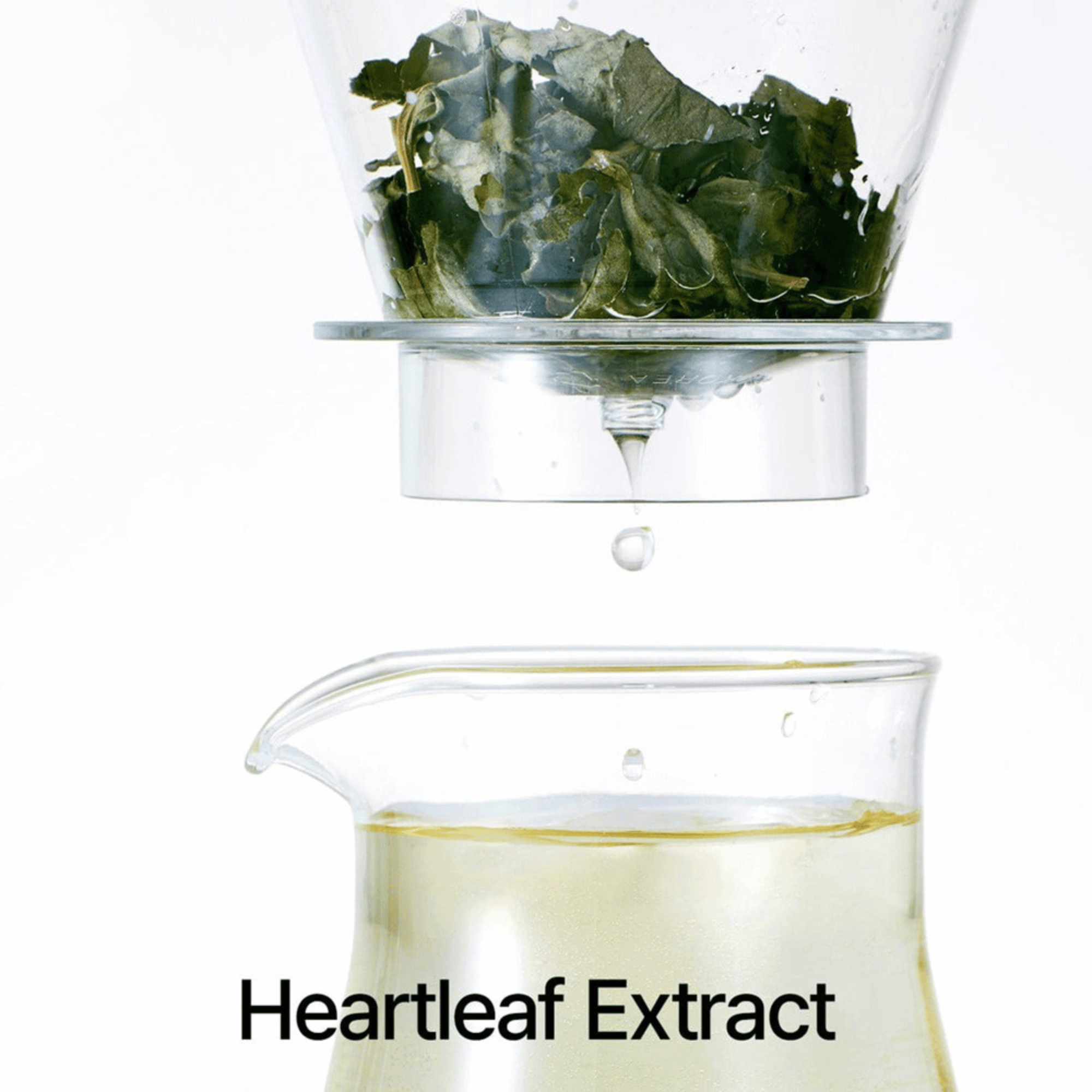 Herstellung von Heartleaf-Extrakt, Hauptbestandteil des Anua Cleansing Oils