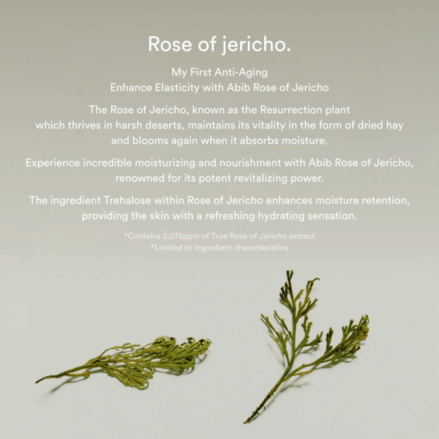 Abib Jericho Rose Bifida Serum Firming Drop 50ml - cosmadic